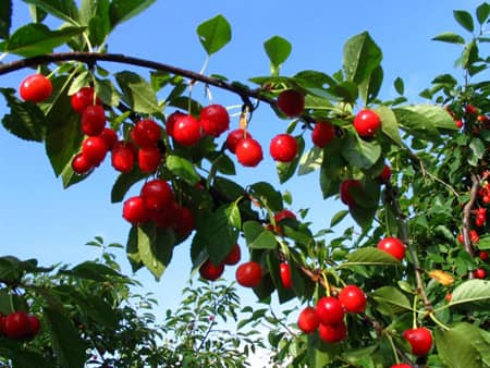La Unió estima pérdidas  de 7,7 millones de euros en la cosecha de cerezas en la provincia