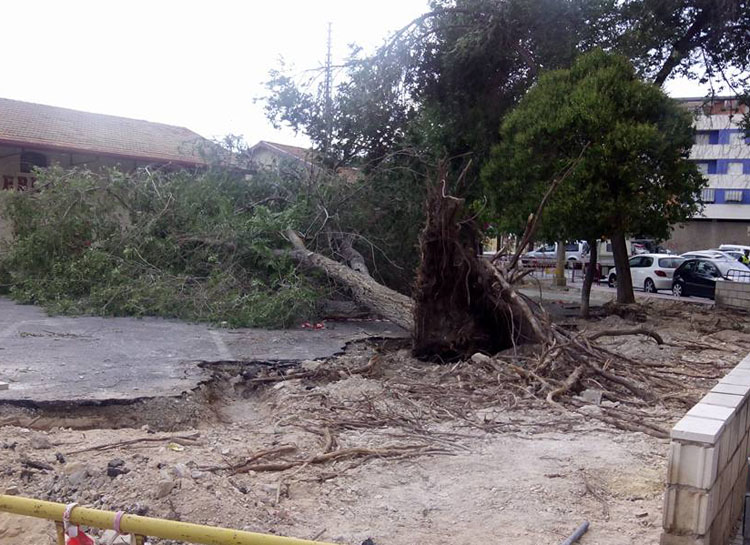 Ciudadanos exige responsabilidades al equipo de gobierno por la caída del árbol