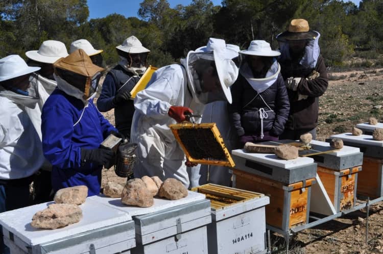 Villena promocionará la apicultura con visitas guiadas a colmenas