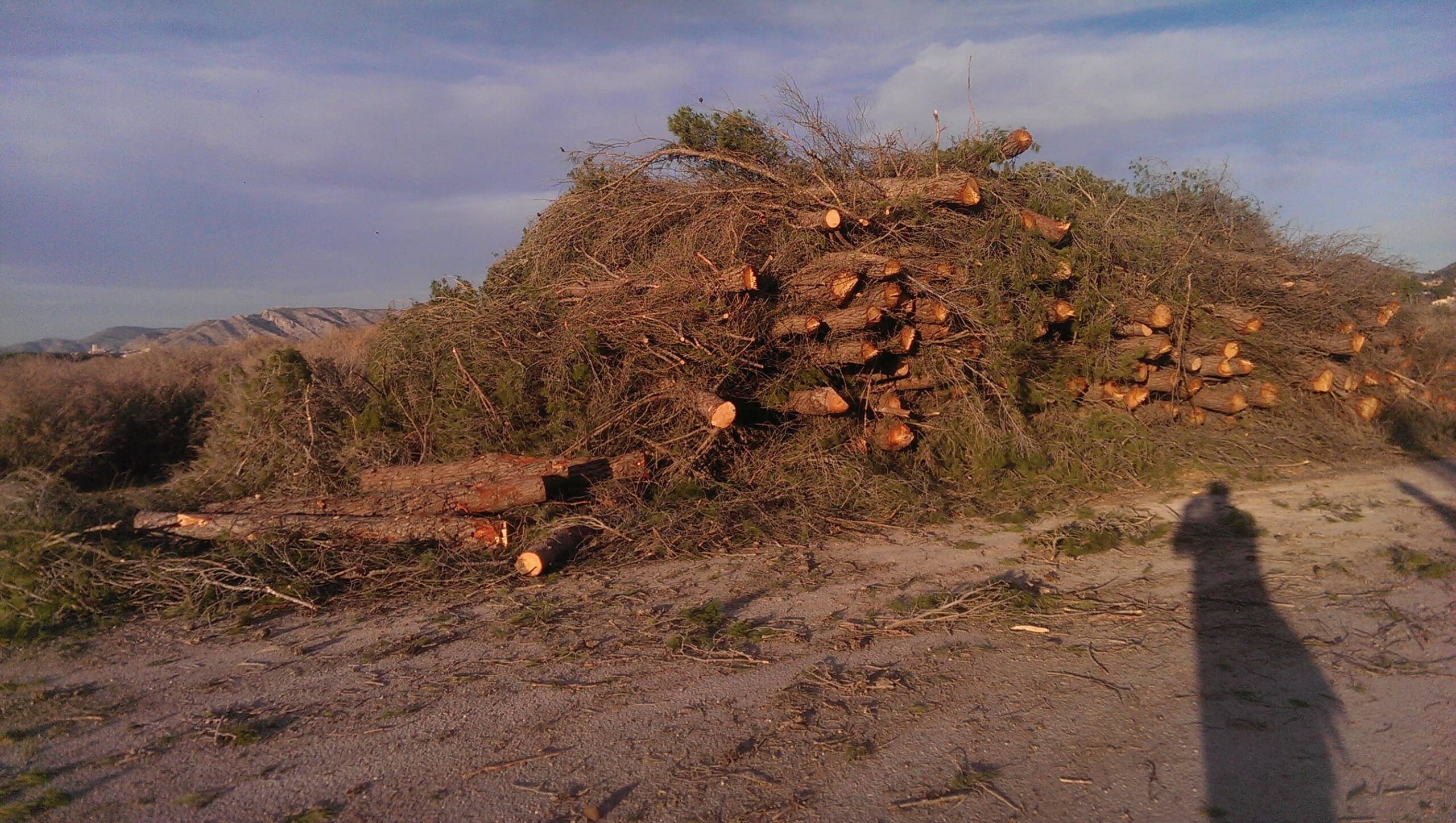 El PSOE denuncia la tala de más de 300 pinos en la zona de los Prados de Galeno