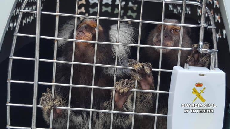 AAP Primadomus mantiene en sus instalaciones a un mono verde de Guinea decomisado en la operación Titisali