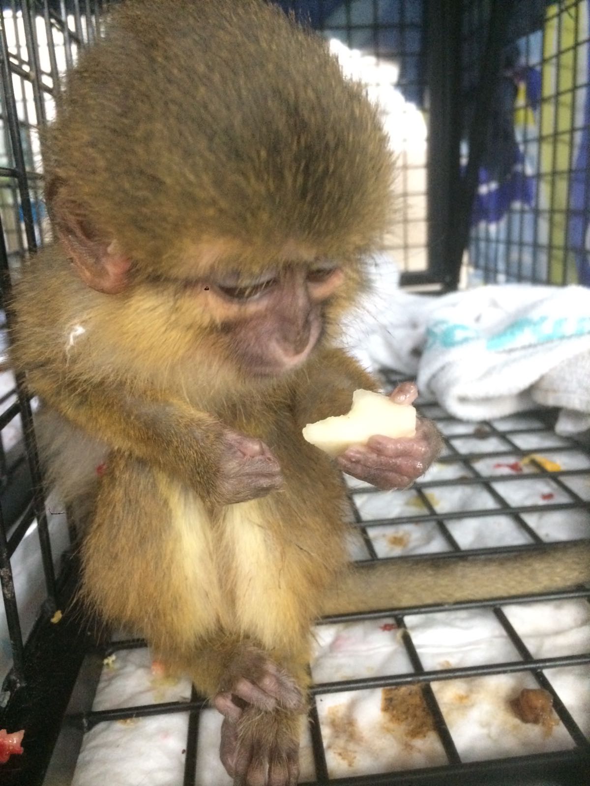 Los primates incautados en el aeropuerto de Alicante permanecen en AAP Primadomus en Villena
