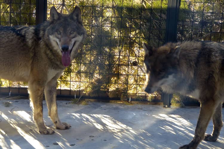 Cuatro lobos de los Cárpatos acaban de llegar a la Fundación AAP Primadomus