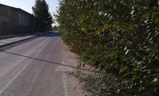 El PSOE pide la retirada de las ramas que invaden la carretera de acceso al IES Navarro Santafé