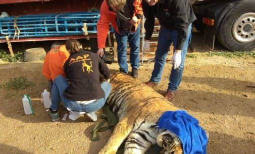 AAP Primadomus rescata dos leones y un tigre del Circo Francia en  “penosas condiciones”