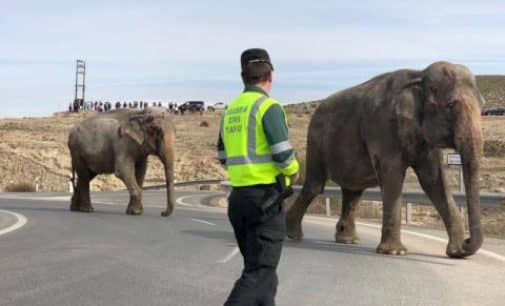 Accidente de camión cargado de elefantes de circo pone de relieve la imposibilidad de garantizar protección animal