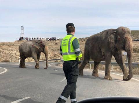 Accidente de camión cargado de elefantes de circo pone de relieve la imposibilidad de garantizar protección animal
