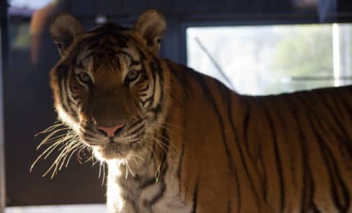 El Reino Unido se prepara para recibir a cinco tigres del centro de rescate AAP Primadomus