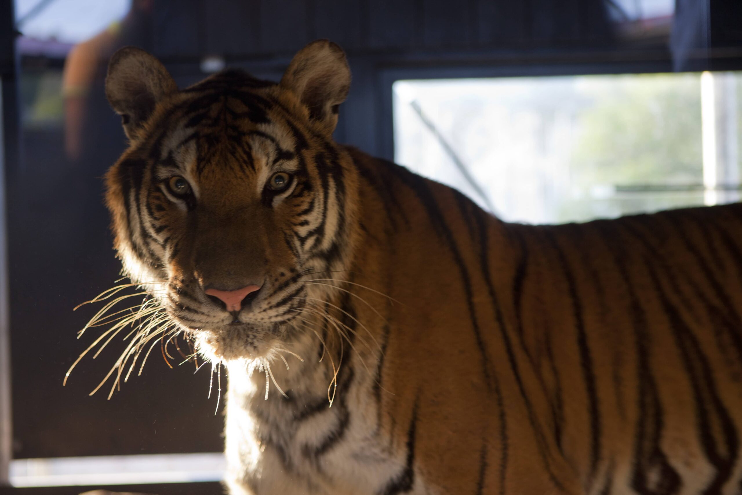 El Reino Unido se prepara para recibir a cinco tigres del centro de rescate AAP Primadomus
