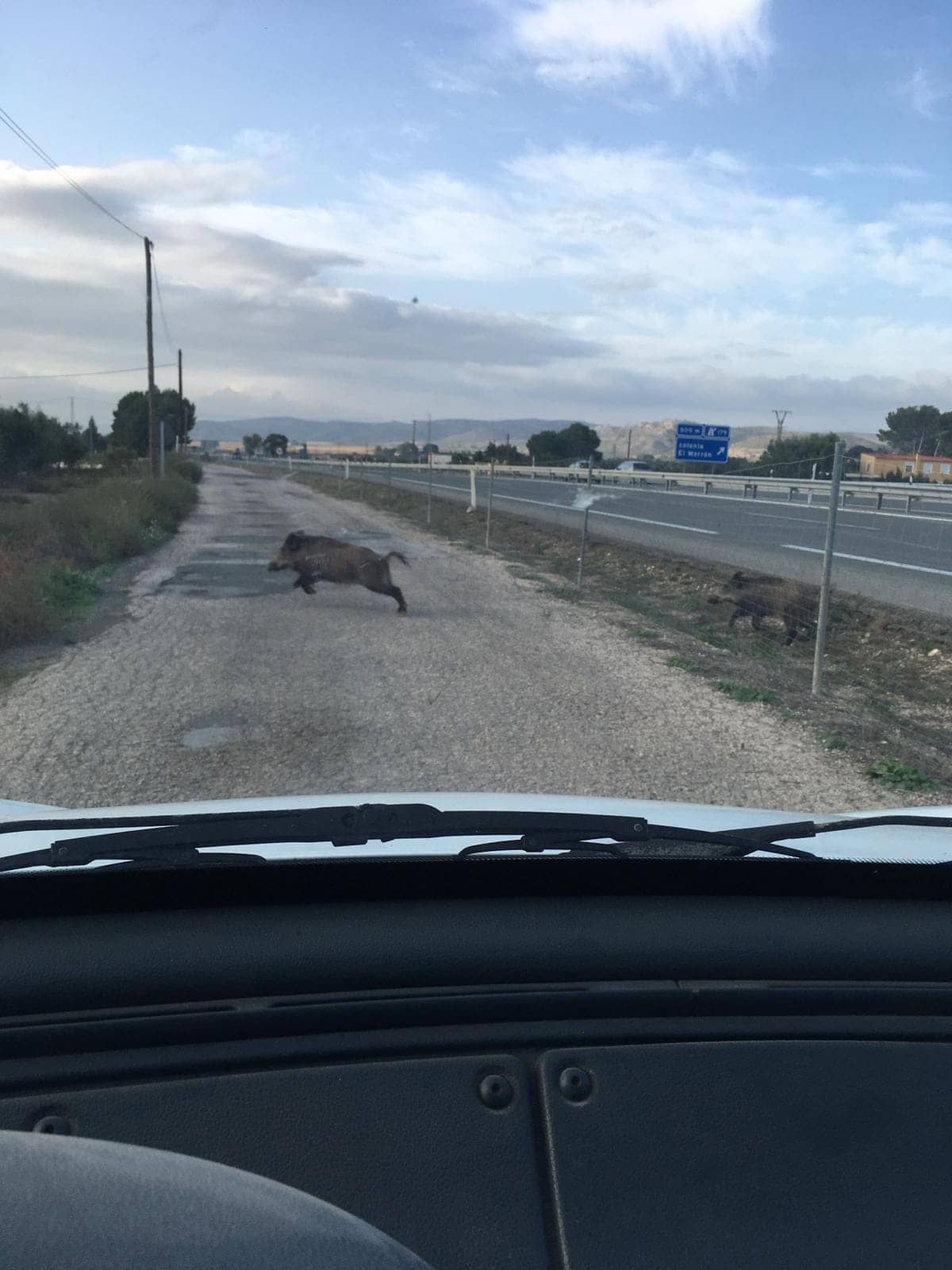 El PSOE pide un informe sobre el estado de la valla de la autovía para evitar que se crucen animales