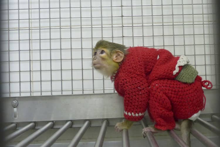 AAP Primadomus ha rescatado en colaboración con el SEPRONA una cría de primate víctima del comercio ilegal en un mercadillo en Murcia