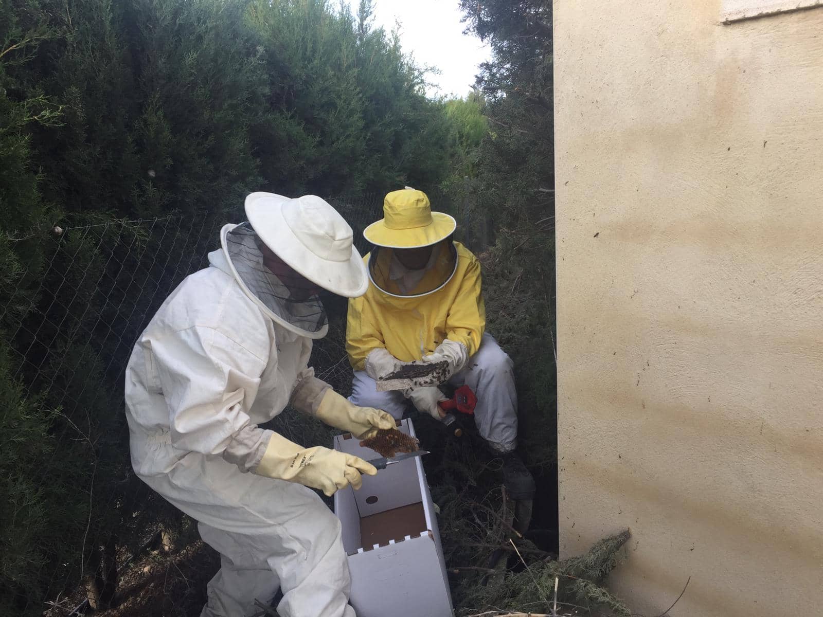 Los bomberos retiran un enjambre de miles de abejas en Beneixama