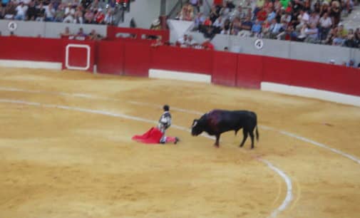 La Asamblea Verde se opone a la corriad de toros y muestra su preocupación por la interpretación del pacto de gobierno por parte del PSOE