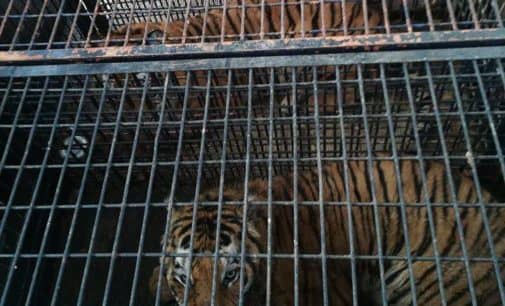 La Fundación AAP planea rescatar a los tigres retenidos en la frontera de Polonia y traerlos a AAP Primadomus