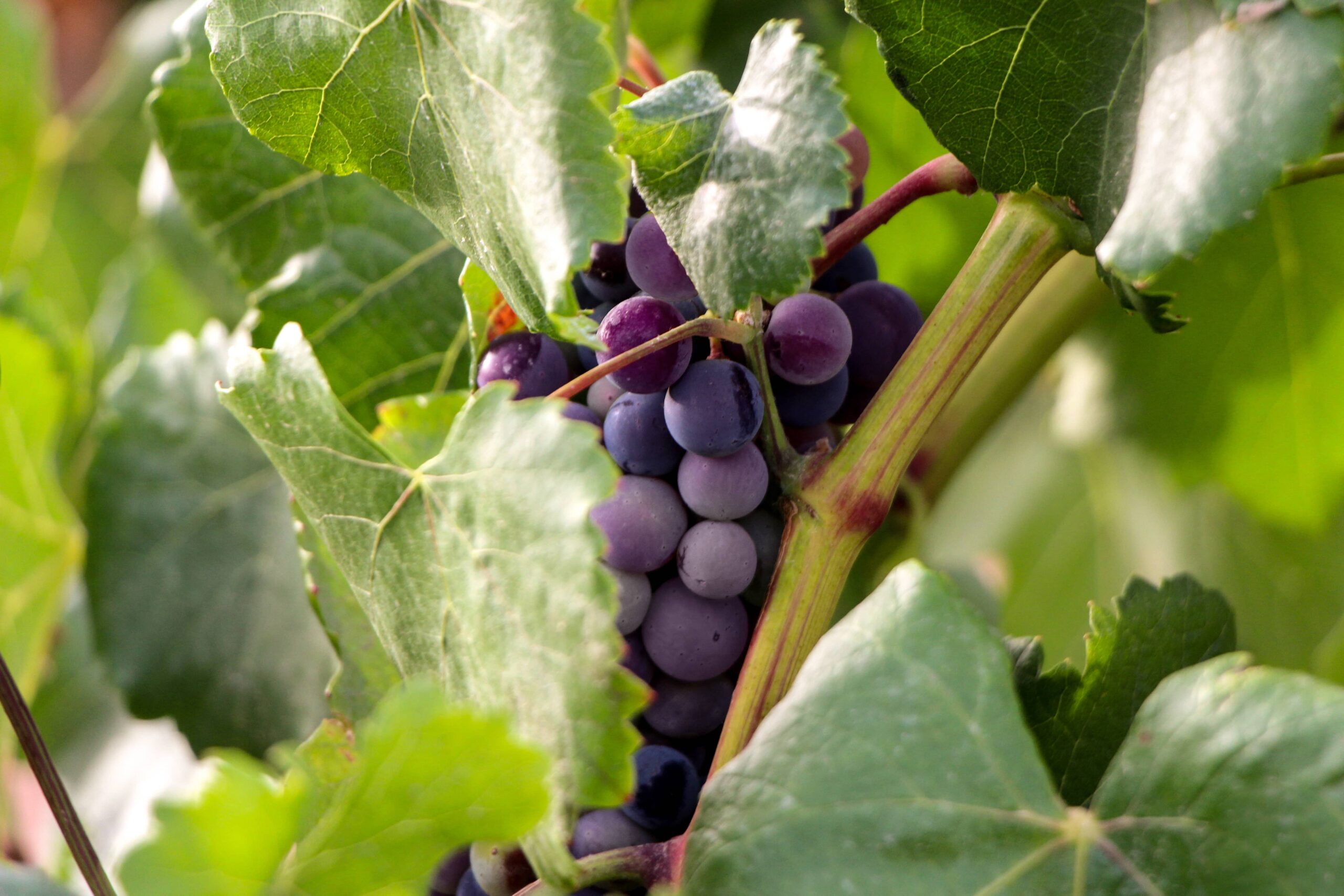 Bodega Virtudes – Tesoro Mediterráneo presenta Pizpireto, el primer vino español después de la cosecha.