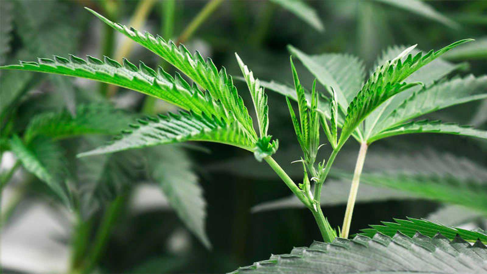 Apuesta por la desnormalización del consumo de cannabis en la adolescencia