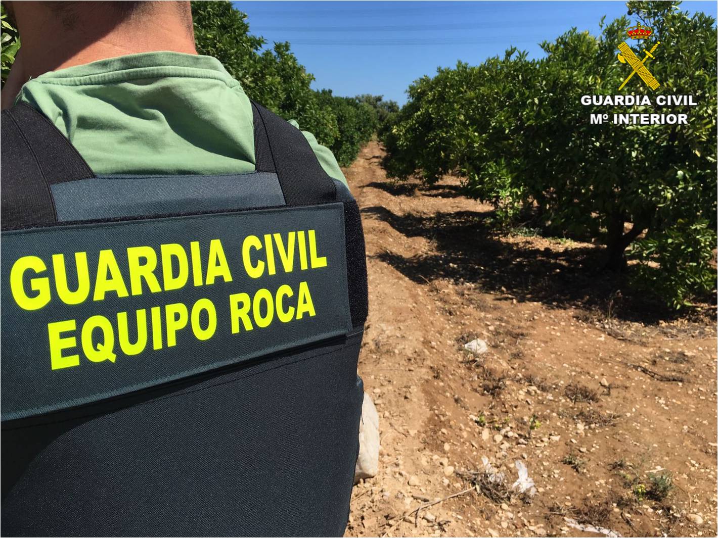 La Guardia Civil detiene a 4 personas en Villena  por robo de aceitunas