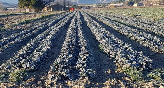 Los nuevos desafíos de la agricultura en Villena