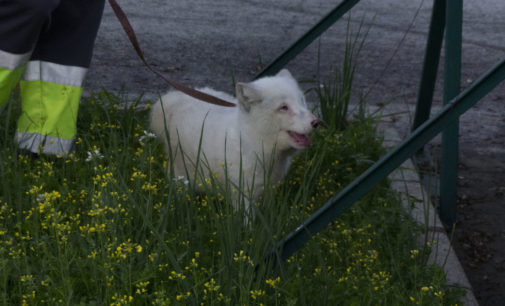 Llega al Centro de Rescate AAP Primadomus el zorro ártico que vagaba por las calles de Sevilla