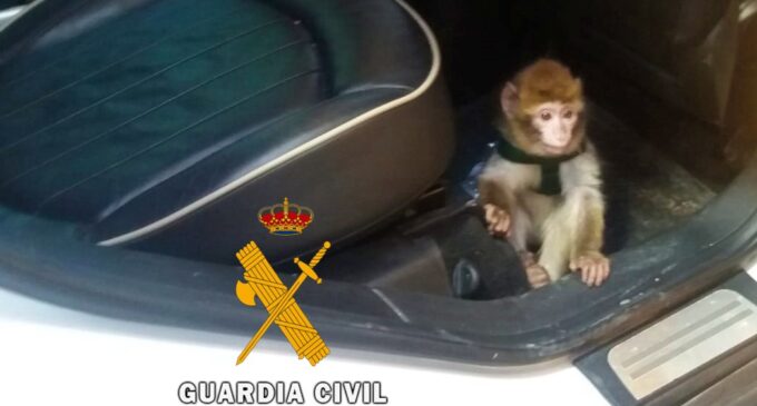España, billete para el tráfico animal