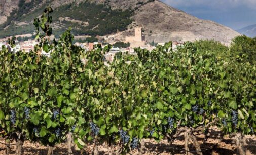 El Consejo de Ministros aprobó ayer un paquete de medidas extraordinarias para el sector del vino