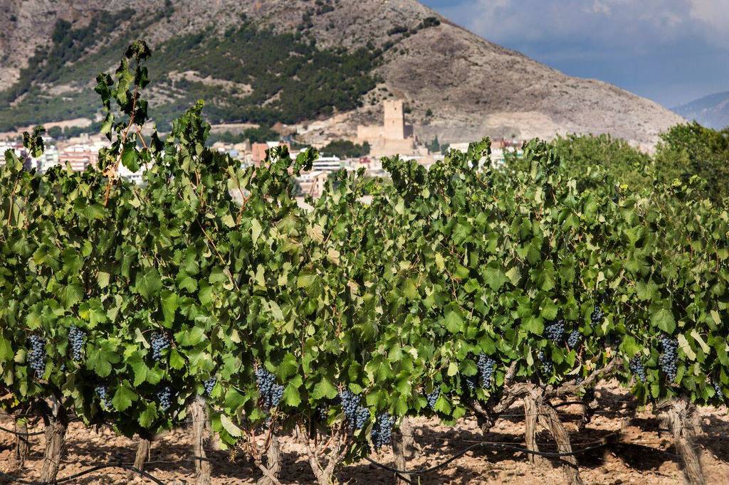 El Consejo de Ministros aprobó ayer un paquete de medidas extraordinarias para el sector del vino