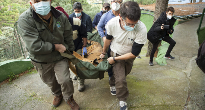 APP Primadomus rescata a la tigresa Luli