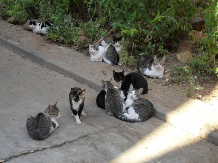 Villena aprueba el primer plan para controlar unas 85 colonias felinas