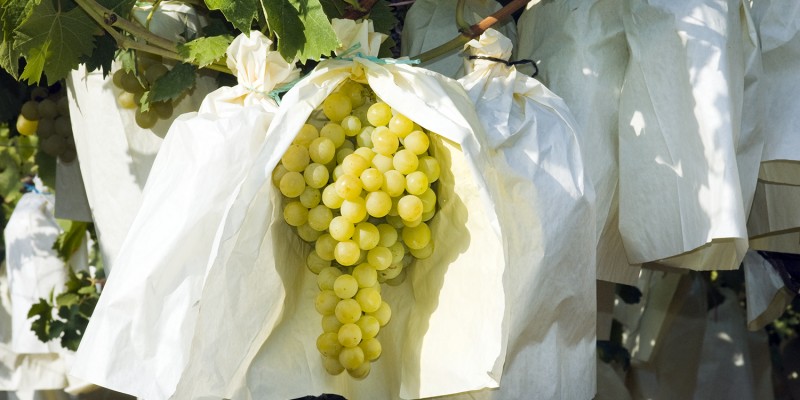 La Unió de Llauradors denuncia que países terceros emplean en su uva de mesa pesticidas prohibidos en la Unión Europea
