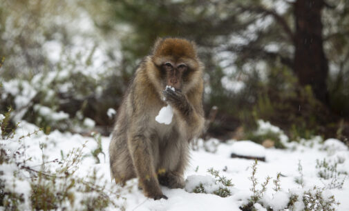 Los primates y felinos de AAP Primadomus han amanecido con 8 cm de nieve