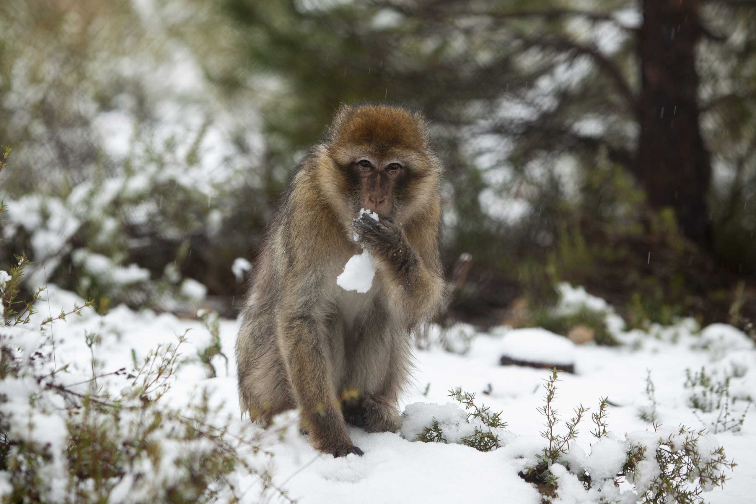 Los primates y felinos de AAP Primadomus han amanecido con 8 cm de nieve