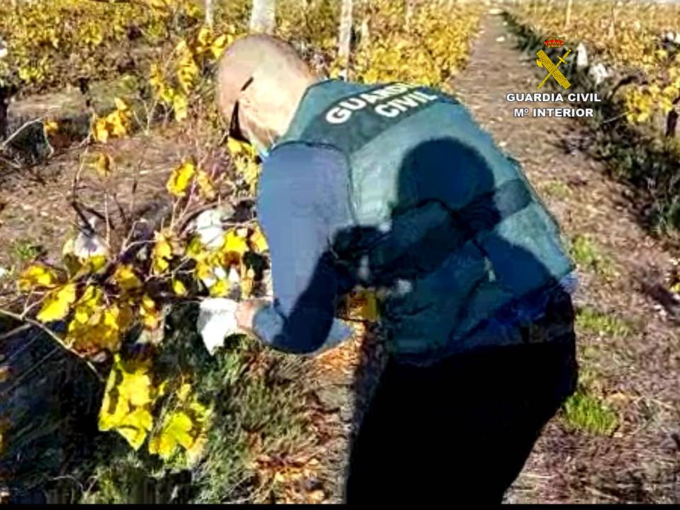 La Guardia Civil destapa una macroestafa internacional en la venta de uvas ecológicas para la Nochevieja