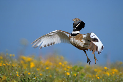 Ecologistas denuncian la destrucción de una zona en Villena donde habitan aves esteparias protegidas