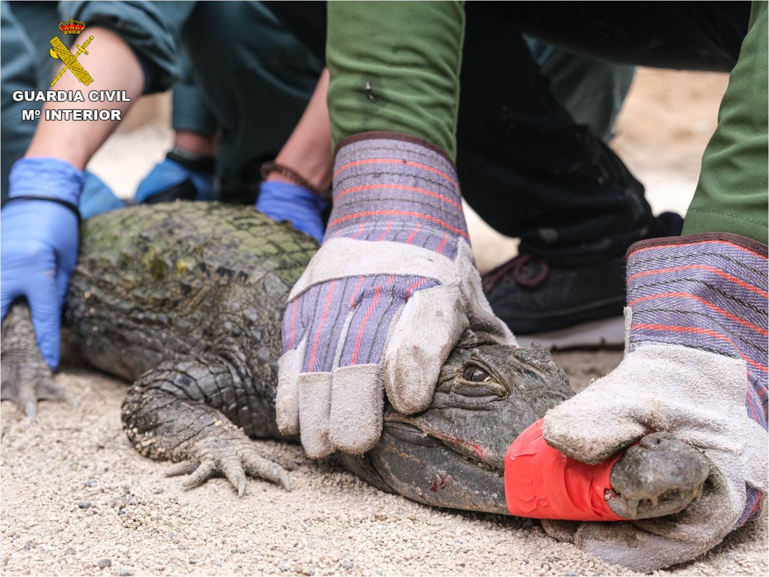 La Guardia Civil interviene un caimán vivo en una finca de Sax