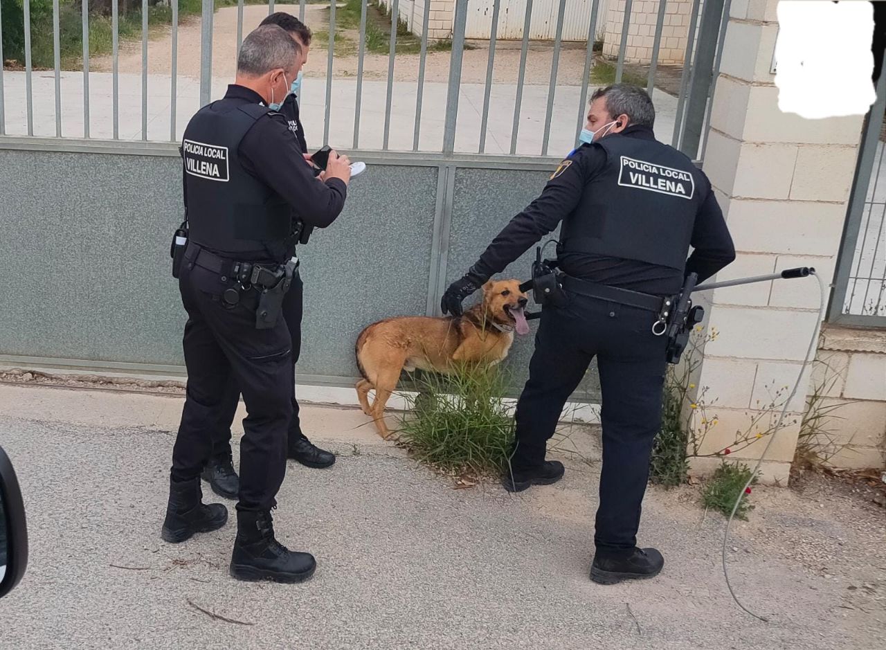 La Policía Local saca de la autovía a un perro