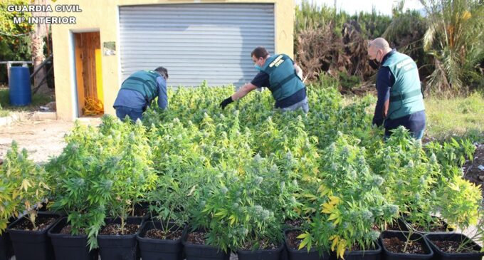 La Guardia Civil incauta 998 plantas de marihuana en una casa de campo de Novelda