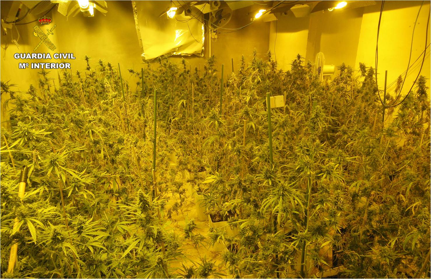 Se desmantela en Villena un cultivo de 510 plantas de marihuana