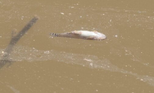 Aparecen cientos de peces muertos en la Acequia del Rey