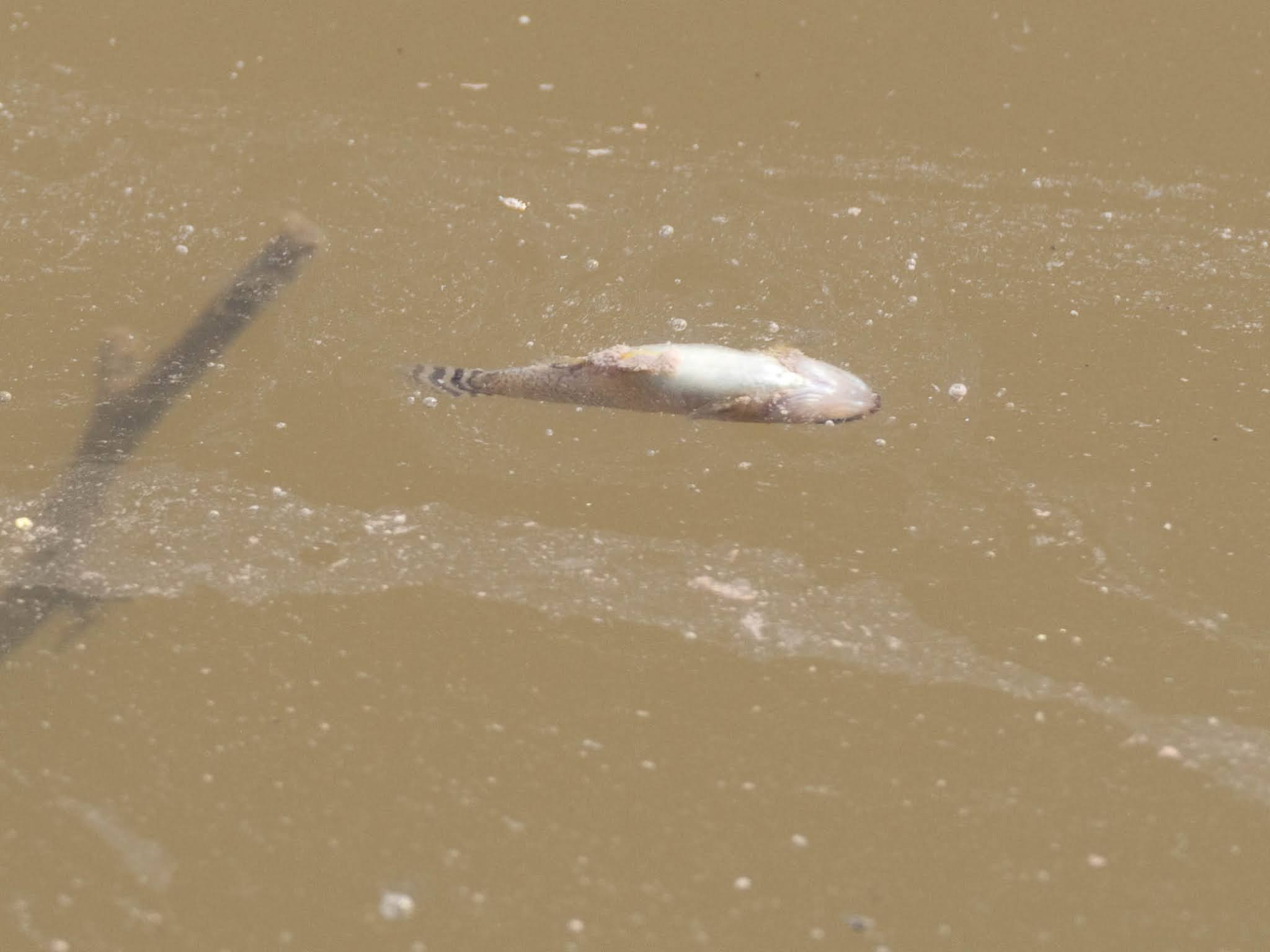 Aparecen cientos de peces muertos en la Acequia del Rey