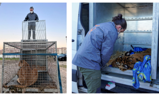 Llegan a AAP Primadomus en Villena desde Portugal tres tigres usados en circos