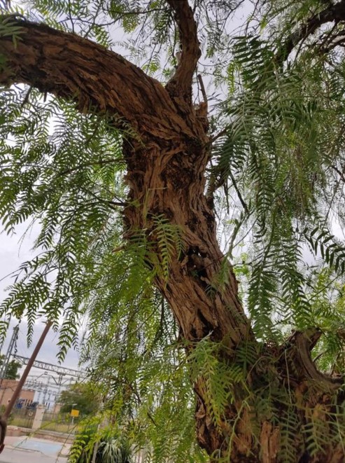 Parques y Jardines retirará un árbol en peligro de derrumbe ubicado el Paseo Chapí