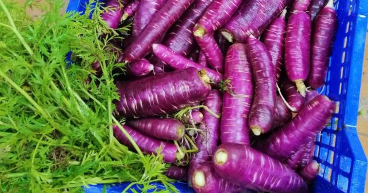 Investigadores de la UPV recuperan y ponen en valor la ancestral zanahoria morada de Villena
