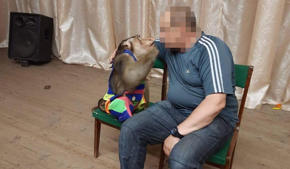 Llega a Villena un macaco tras morir su dueño en la guerra de Ucrania