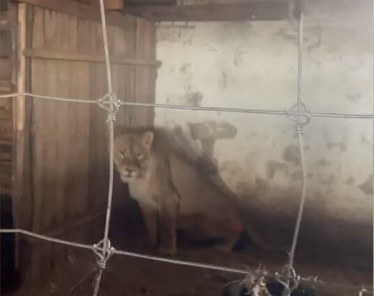 AAP Primadomus recibe a un león rescatado de Ucrania