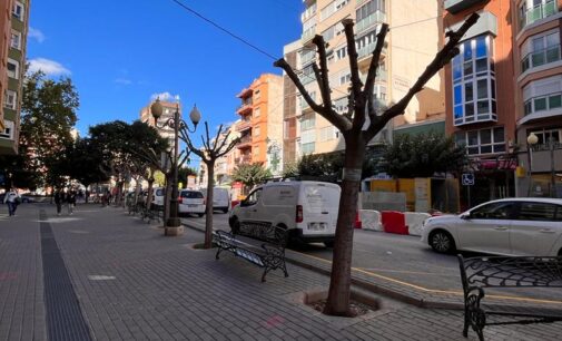 El Ayuntamiento trasplantará varios árboles de la Avenida de la Constitución a otras zonas de la ciudad