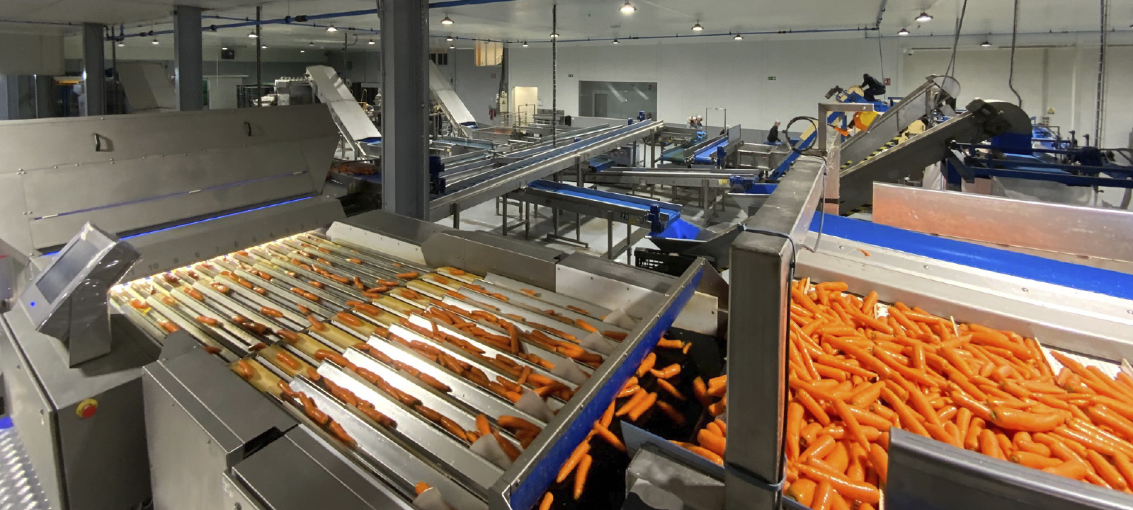 AGRÍCOLA VILENA pone en funcionamiento su planta de La Barca de la  Florida (Cádiz) dedicada al procesado de zanahoria y puerro