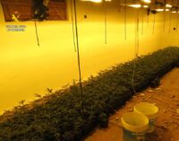 La Guardia Civil desmantela dos plantaciones indoor de marihuana en el municipio de Villena