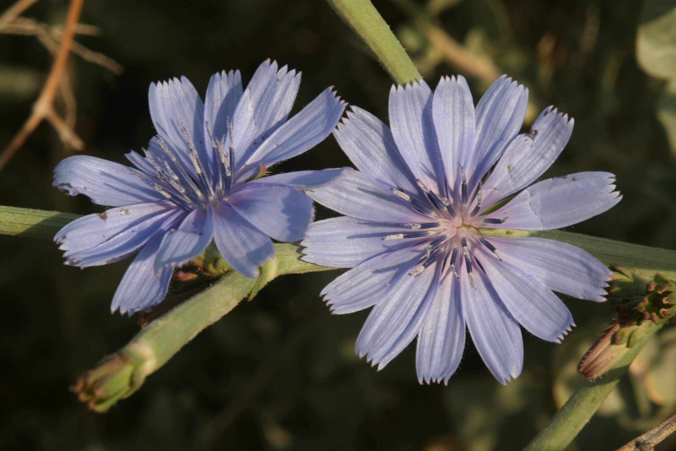 Los secretos de la margarita azul, Cichorium intybus L.