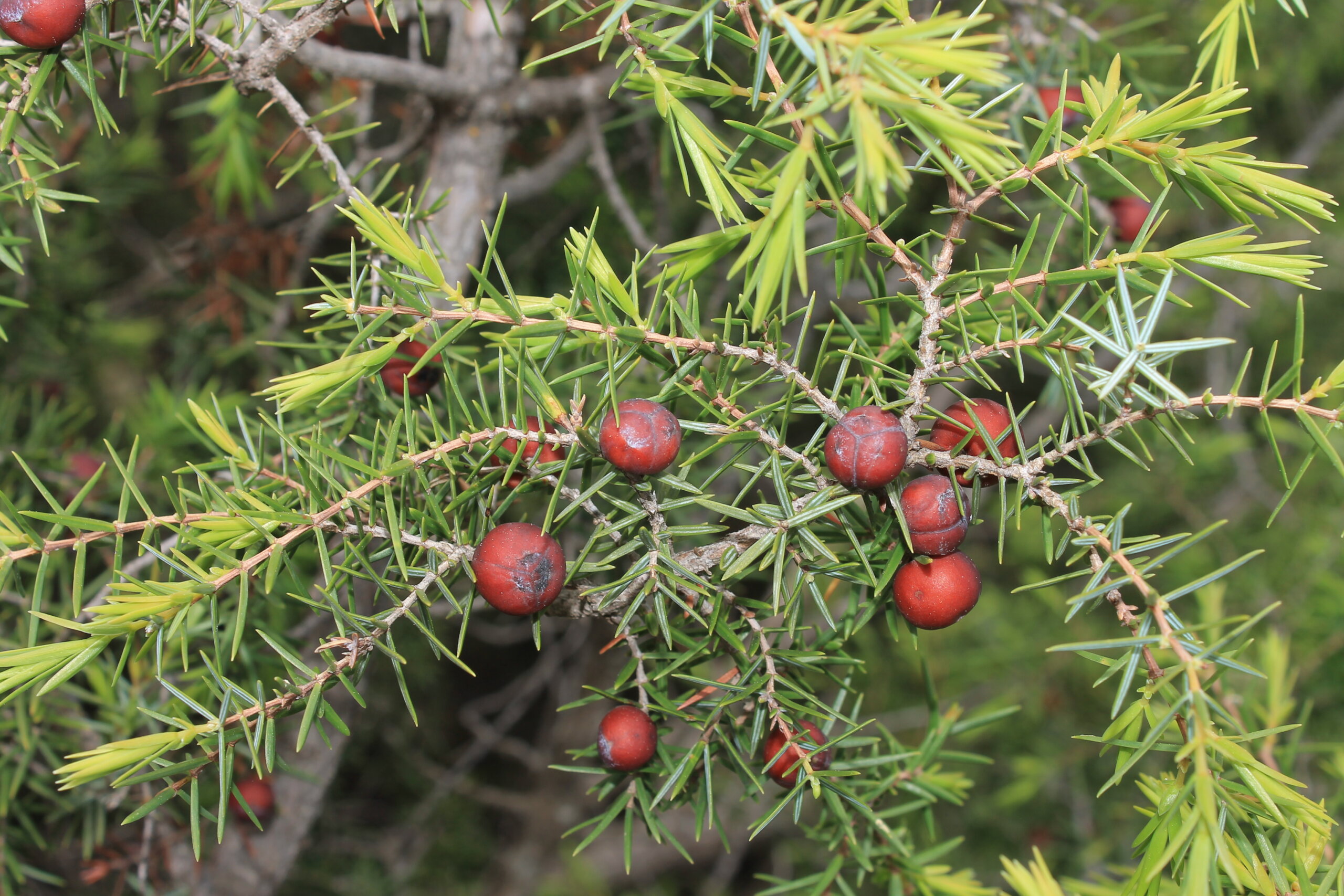 ¿Son sabinas o son enebros? El género Juniperus en nuestro entorno