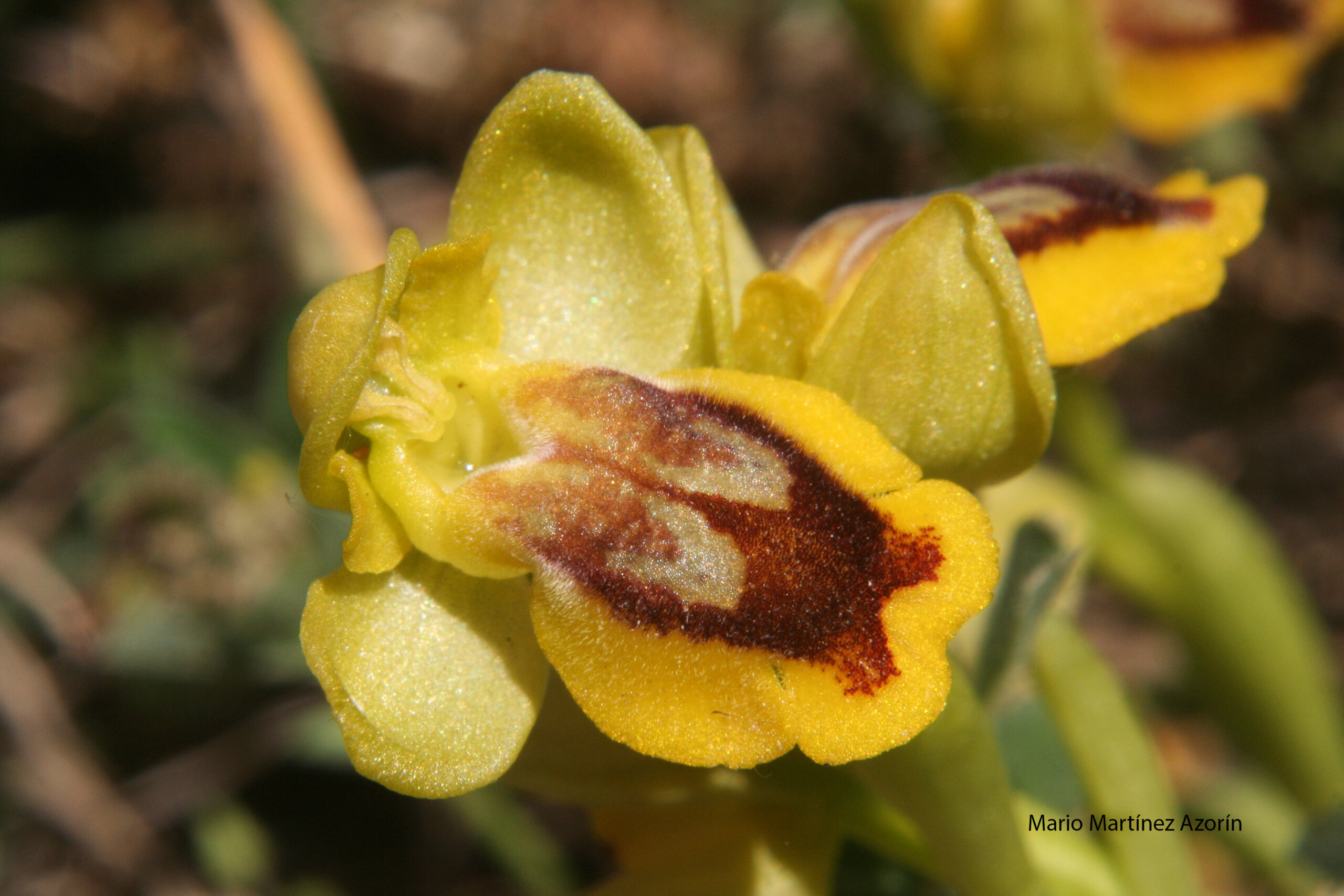 Coevolución en su máximo exponente: las orquídeas